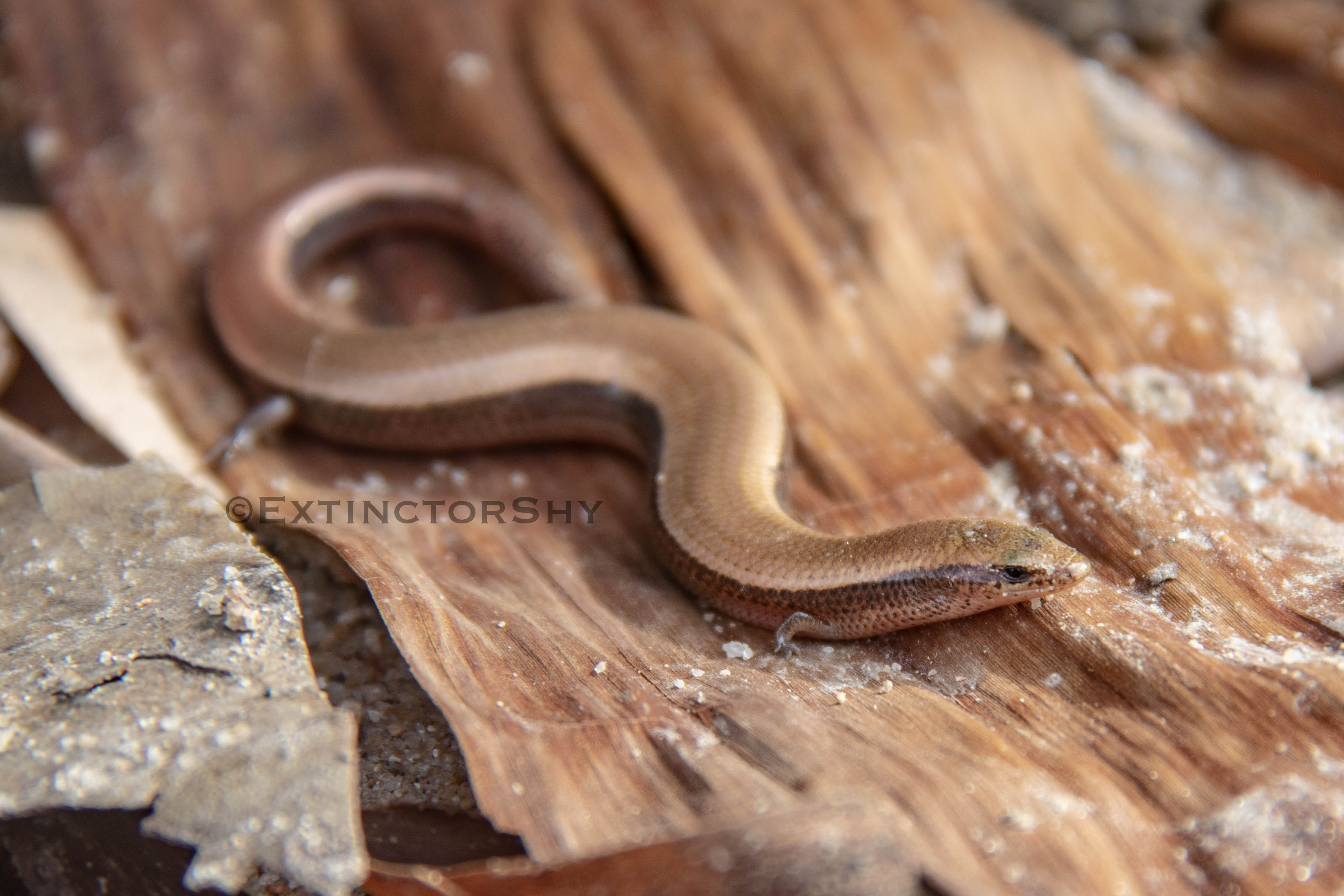 Rufford Project Rediscovers a Skink Last Seen in 1918 image
