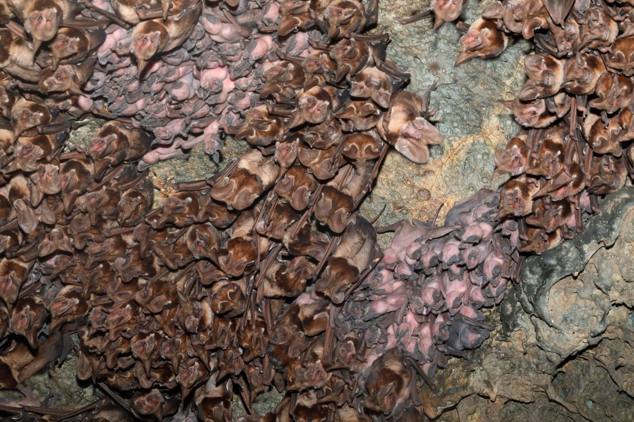 Securing a Future for Suswa's Bats image