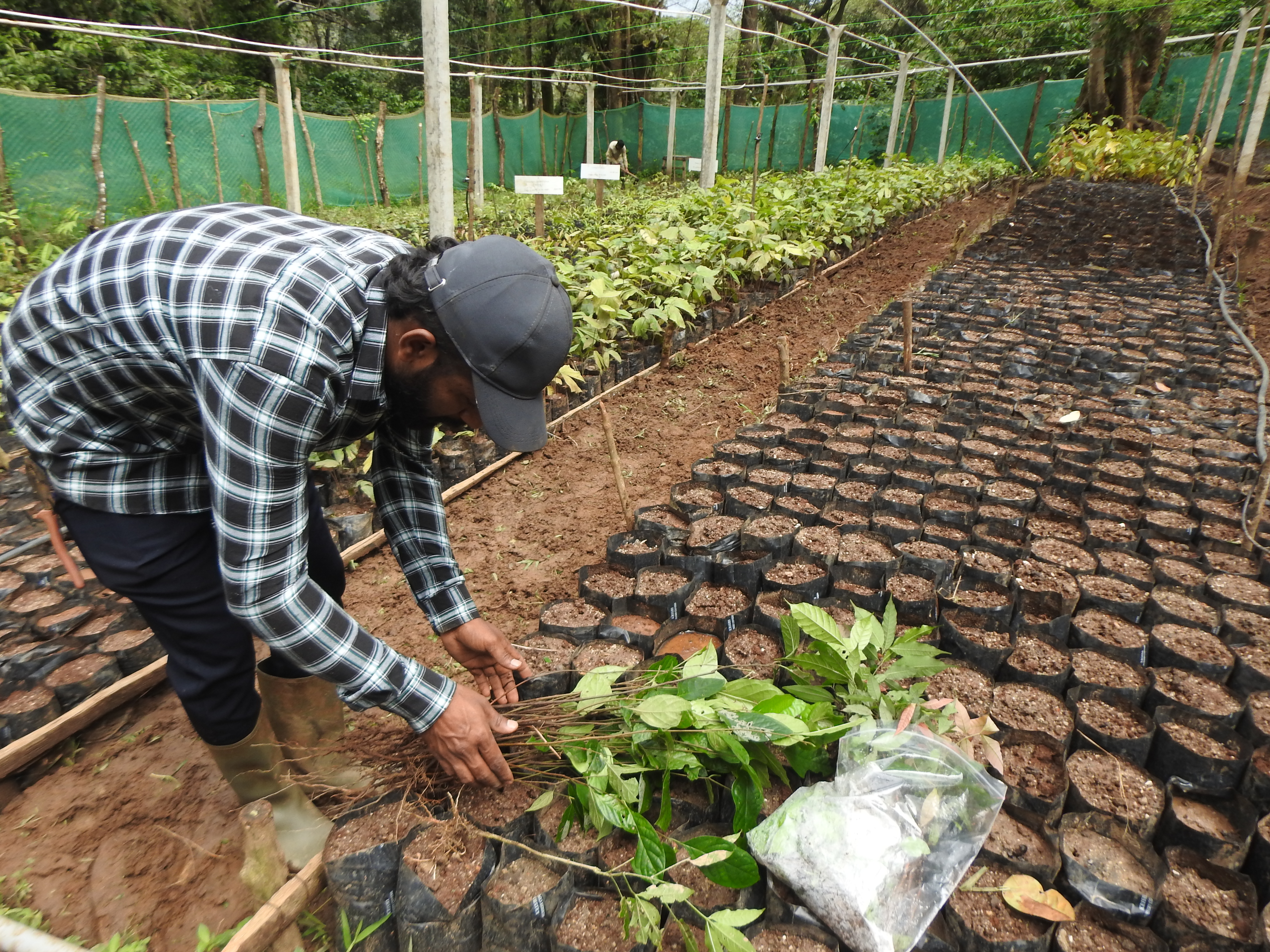 The Coffee Cure: Rescuing Native Plants in the Western Ghats image