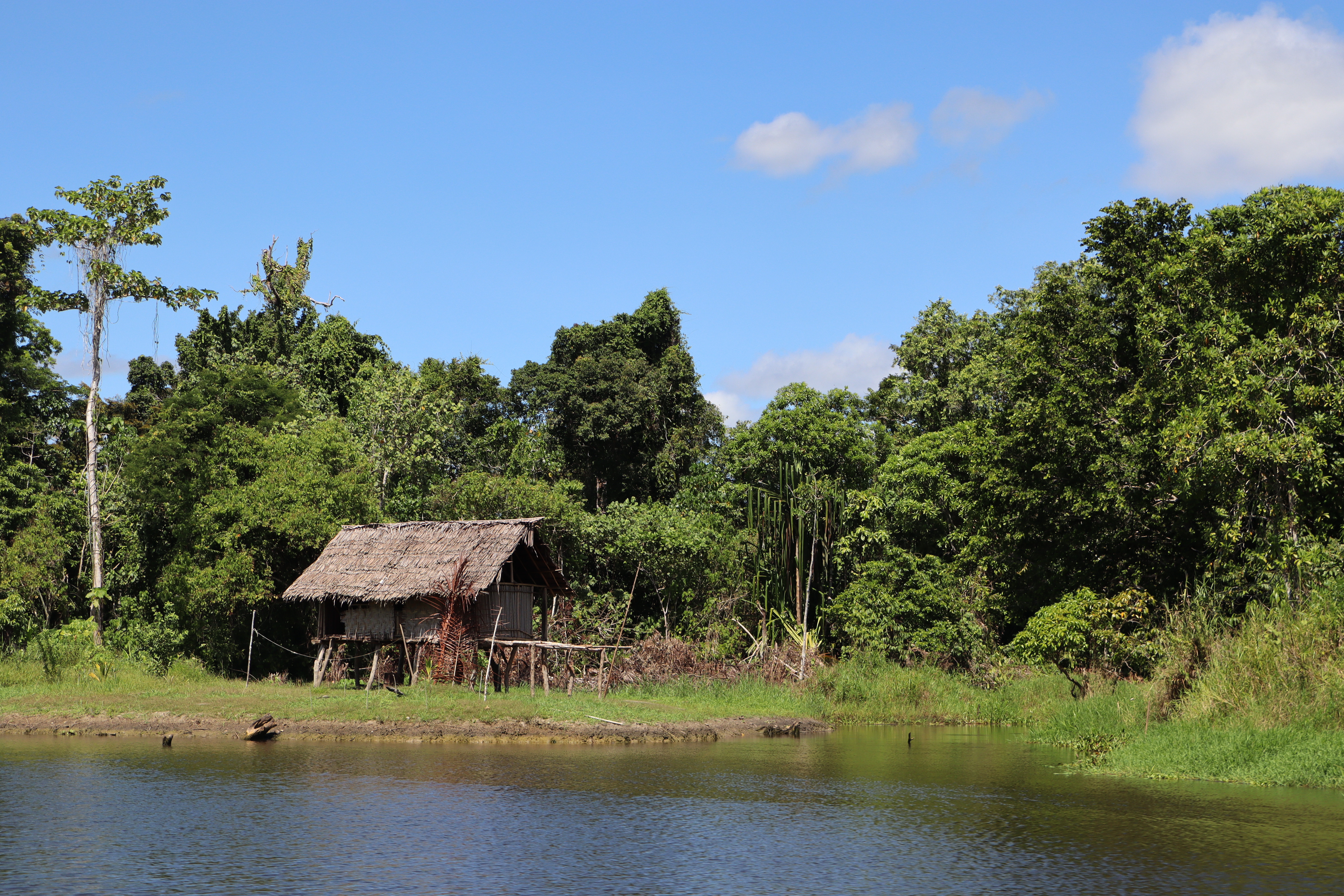 Lost Fish Rediscovered in Papua New Guinea image