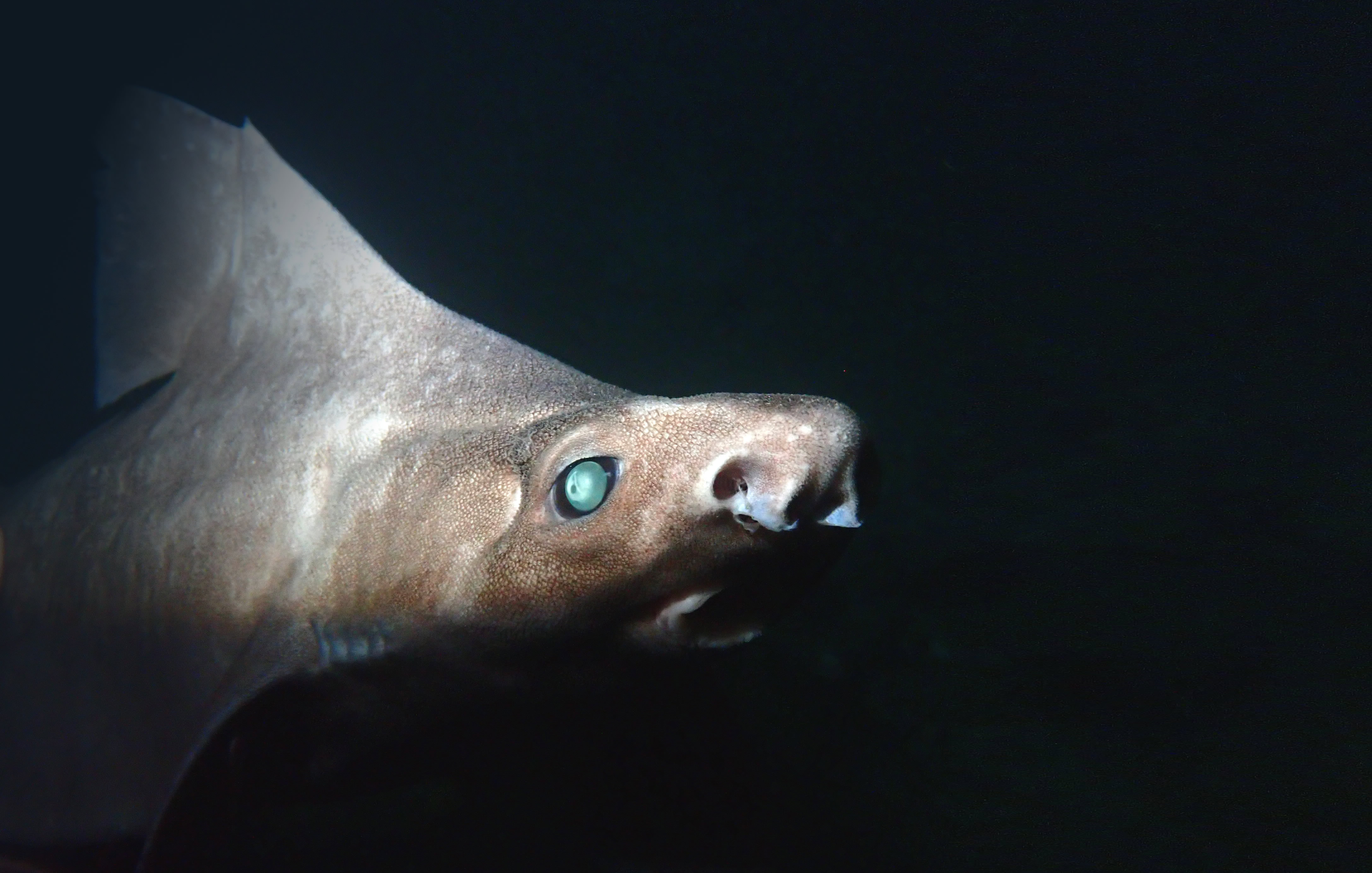 Deep-Sea Discovery of Rare Roughshark in Albania is an Incredible ‘Ghostly’ Find image