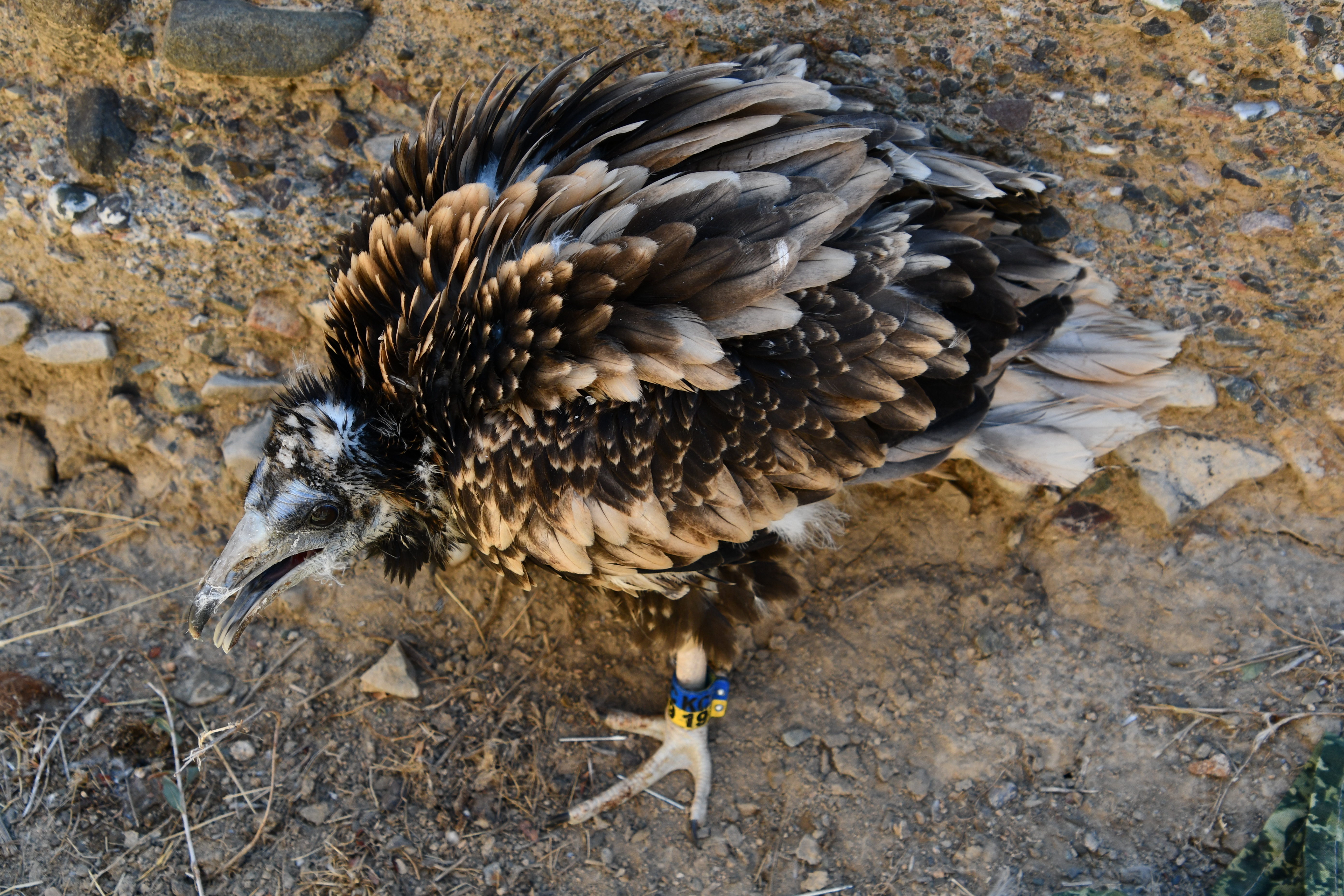 Egyptian Vultures Hatching Cracks Species Record in Kazakhstan image