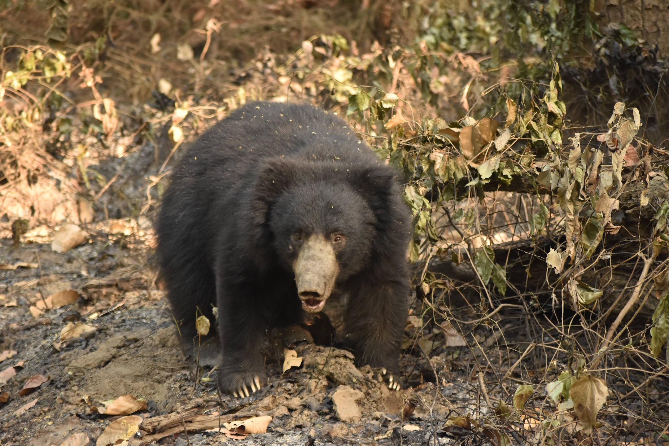 Saving the Sloth Bear: The Path Towards Coexistence image