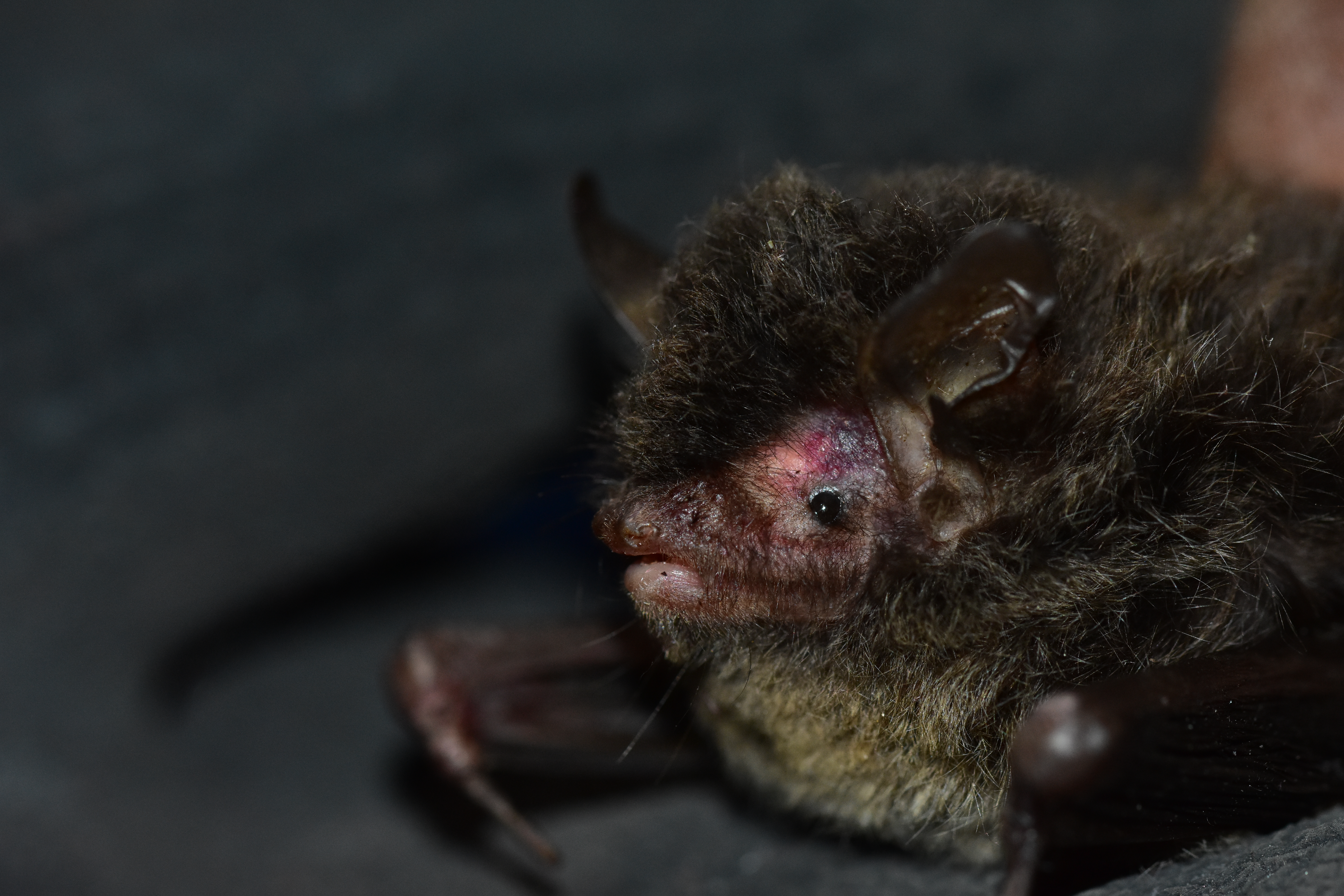 Bat Research Reaches New Heights in the Himalayas image