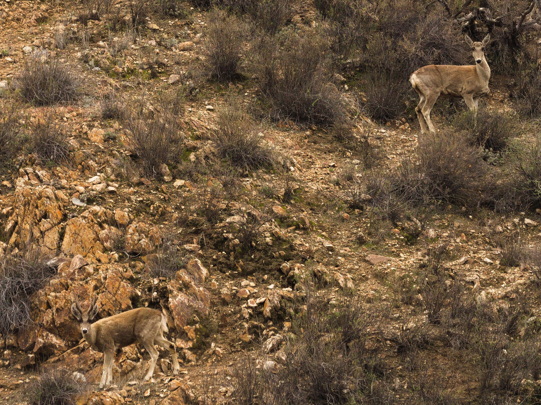 Together for Tarucas: Collaborative Action to Conserve Andean Deer image