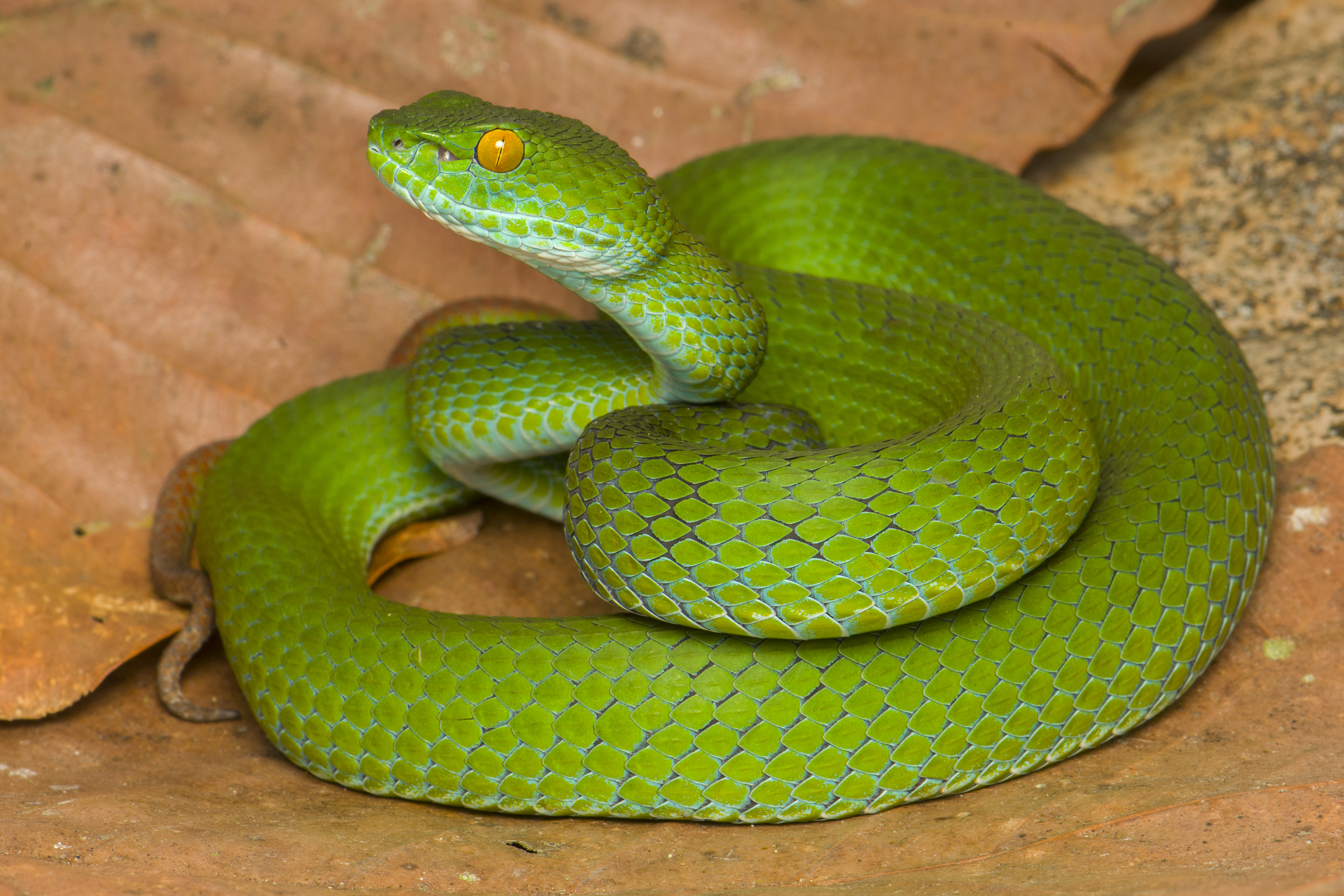 Lips Blue, Who Knew? 50th Trimeresurus Snake Species Found in Vietnam image